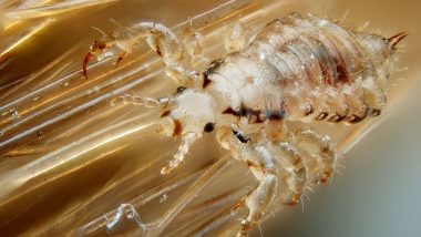 Scientists Discover Species of Female Lice Which Grow Penises and Have Sex Marathon With Males For Survival!