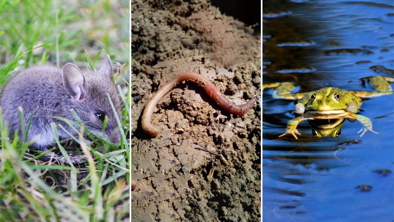Want to Name a Frog, Mouse, Worm Along With 12 Other New Species of Plants and Animals After You? Just Bid For It!