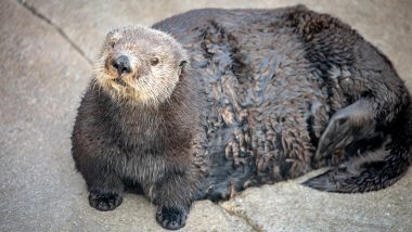 'Abby' The Otter Called Thicc by California Aquarium, Later Apologises for Fat-Shaming Meme Reference