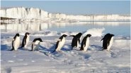 Penguin Poo Images Taken from Space Can Help Scientists Determine Antarctica&rsquo;s Health