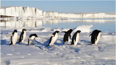 Penguin Poo Images Taken from Space Can Help Scientists Determine Antarctica’s Health