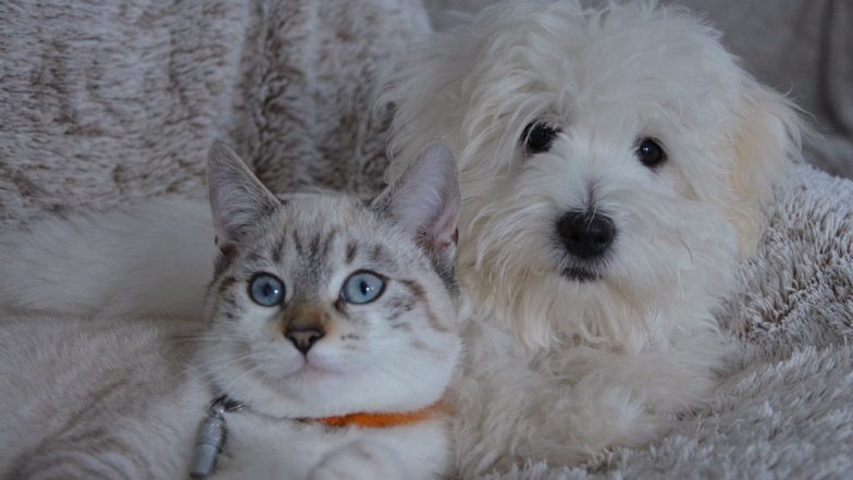 Pets Not For Sale in UK? Government Bans Shops Selling Puppies and Kittens