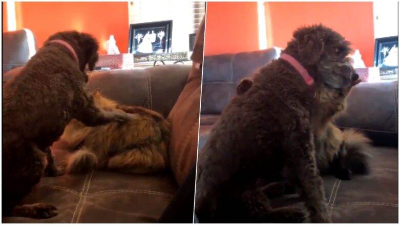 This Video of a Pet Dog and Cat Loving Each Other is Going Viral, Watch Cute Clip This Video of a Pet Dog and Cat Loving Each Other is Going Viral, Watch Cute Clip
