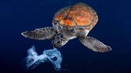 Turtles From All Seven Oceans in The World Have Microplastics in Their Body! New Study Reveals Shocking Extents of Plastic Pollution