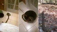 Australian Woman Finds 4-Metre-Long Python Next to Bed Apparently Wanting to Eat Her! Rescues Herself, Watch Shocking Video
