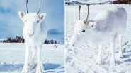 Rare White Reindeer Captured in Norway Ahead of Christmas 2018! View Cute Pics of The Snow Animal Goes Viral