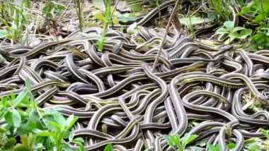 These Female Snakes Have Sex With More Than 100 Snakes At a Time, Watch Shocking Video of Red Garter Species