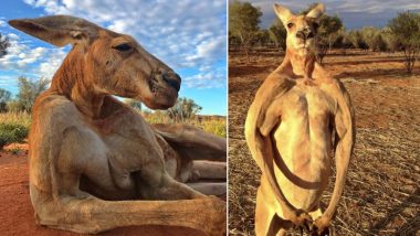 Roger, The Famous Muscular Kangaroo From Australia Passes Away, View Pics of The Ripped Marsupial