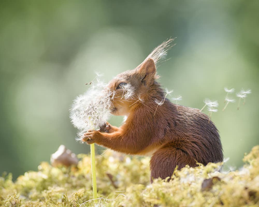 Squirrel loves flowers. Squirrel loves flowers.