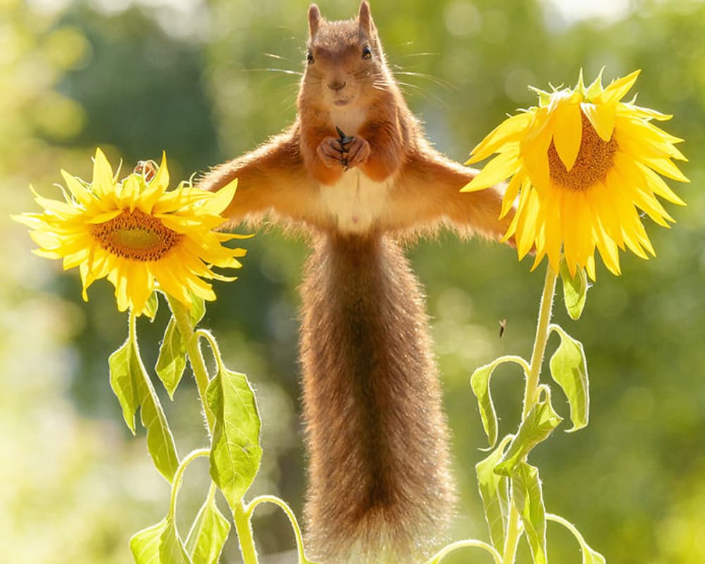 Squirrel's balancing act on a flower. Squirrel's balancing act on a flower.