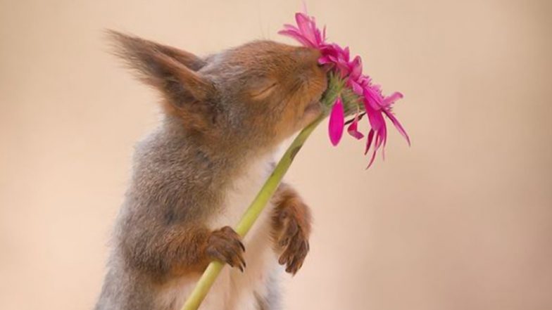 Photographer Captures Squirrels for 6 Years and Gets The Cutest Photos of These Little Rodents