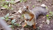 Squirrel With Big Boobs Goes Viral, View Pic of Voluptuous Squirrel From a Zoo in Japan