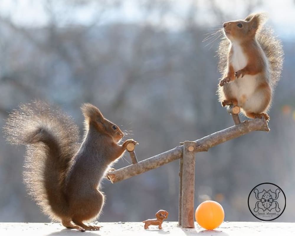 Squirrels enjoying on a see-saw. Squirrels enjoying on a see-saw.