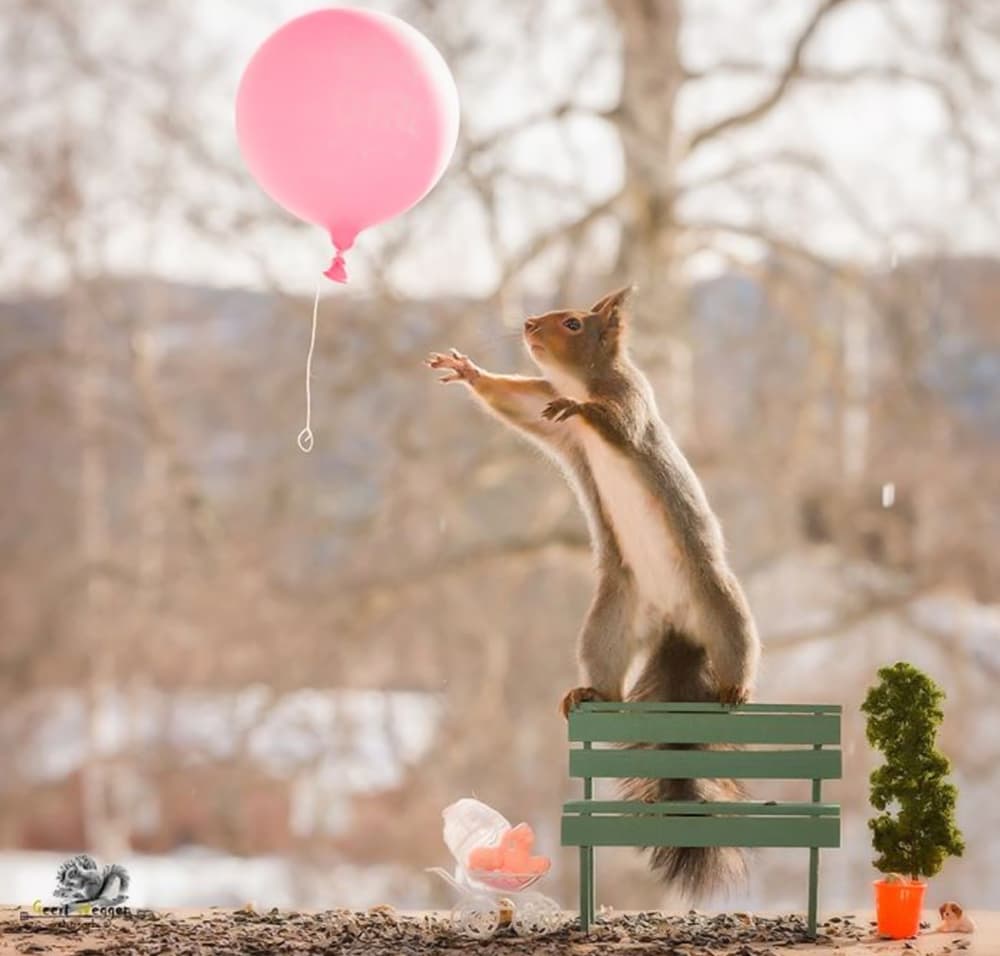 Squirrel captured by Dutch photographer Squirrel captured by Dutch photographer