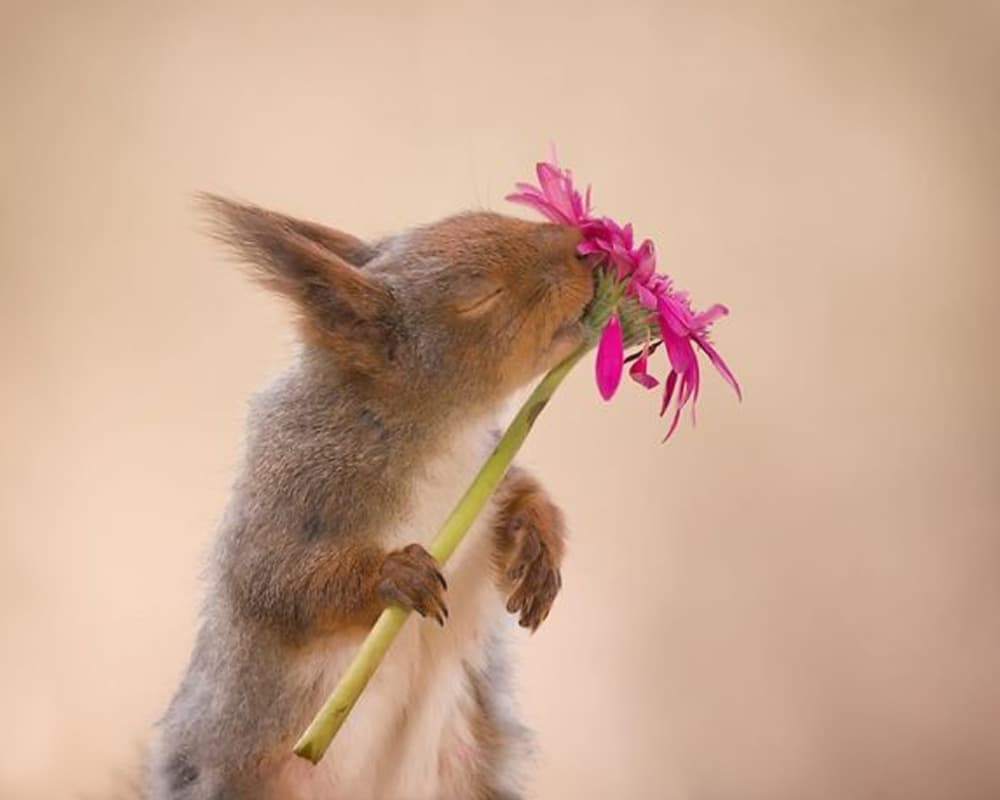 Squirrel nibbles on a flower petal. Squirrel nibbles on a flower petal.