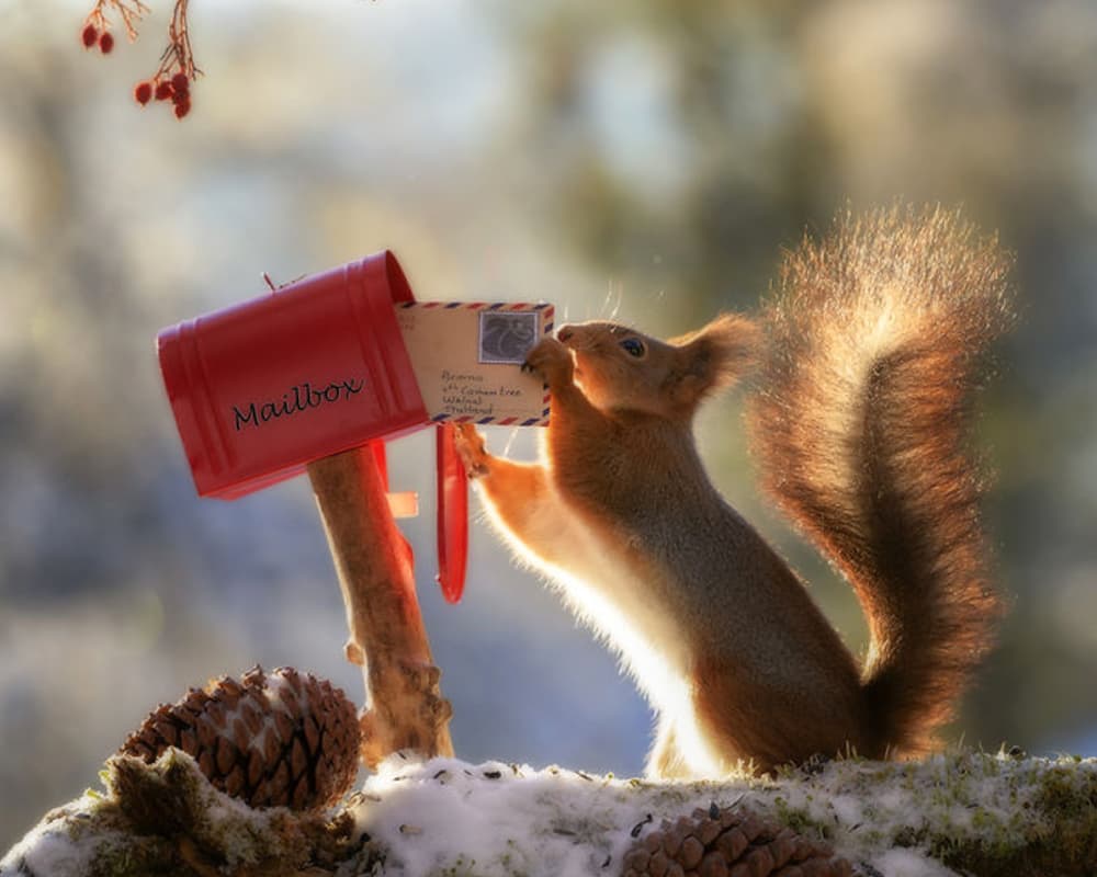 Squirrel wants to send a letter? Squirrel wants to send a letter?