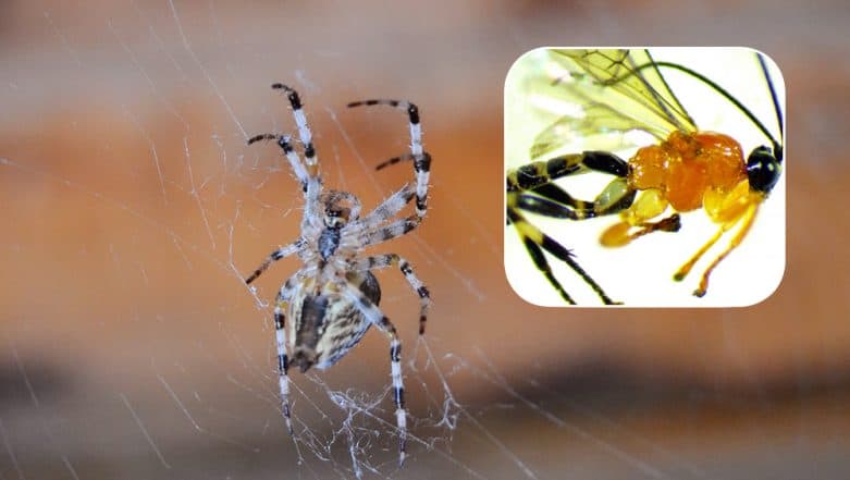 Zombie spider builds a stronger web for the parasitic wasp that's sucking  its blood 