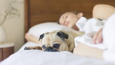 Women Sleep Better in Company of Dogs Than Cats or Humans, Finds New Study