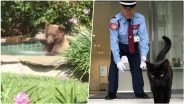 Viral Animals of 2018: From Margarita-Loving Bear to Stubborn Cats, These Funny Pics and Videos Will Make You Smile