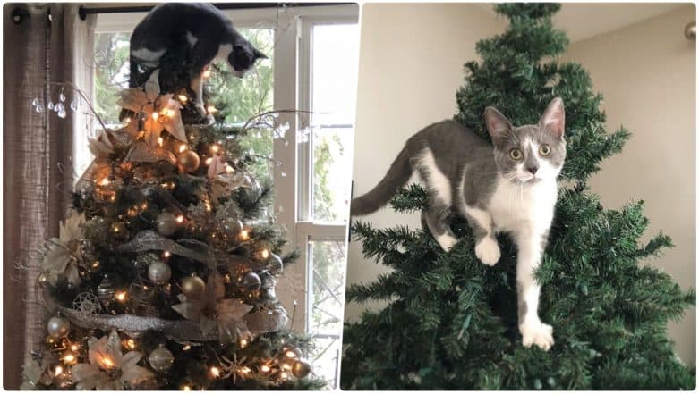 Cats wrecking christmas tree sale