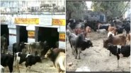 Uttar Pradesh: Over 700 Stray Cows Locked in School, Health Centre in Aligarh