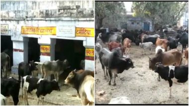 Uttar Pradesh: Over 700 Stray Cows Locked in School, Health Centre in Aligarh