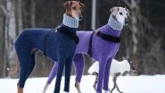 Hortaya Borzaya Dogs in Matching Turtlenecks This Winter: Twitter Cannot Stop but Make Relatable Jokes on the Viral Pic