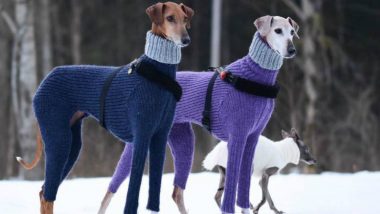 Hortaya Borzaya Dogs in Matching Turtlenecks This Winter: Twitter Cannot Stop but Make Relatable Jokes on the Viral Pic