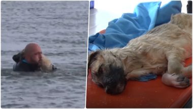 Puppy Rescued by Brave Police Diver From Frozen Lake in Turkey; Watch Video