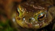 Newly Found Blind Amphibian Digs Its Head in the Sand, Named After 'Donald Trump'