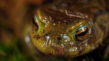 Bacteria Found in Frog Skin May Help Fight Fungal Infections in Humans