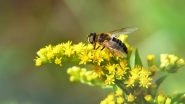 World&rsquo;s First Honey Bee Edible Vaccine Discovered by Finland Scientists to Protect the Queen Bees