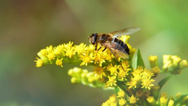 WorldтАЩs First Honey Bee Edible Vaccine Discovered by Finland Scientists to Protect the Queen Bees WorldтАЩs First Honey Bee Edible Vaccine Discovered by Finland Scientists to Protect the Queen Bees