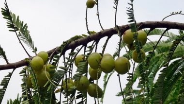 Health Benefits of Indian Gooseberries: Here's Why You Should Add Amla to Your Daily Life