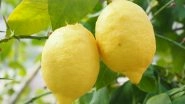 How to Grow Lemon From Seed at Home? Step-By-Step Home Gardening Tips to Grow Citrus Plant Indoors