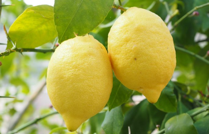 How to Grow Lemon Tree from a Seed