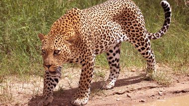 Gujarat: Leopard Kills 3-Year-Old Girl in Amreli While Playing Outside Her House