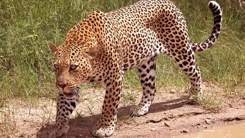 Karnataka: Mother Leopard, 2 Cubs Found Dead in Nanjangud Taluk in Mysuru District 