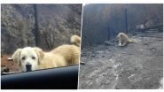Loyal Dog Madison Who Survived California Fire Found Guarding Owners&rsquo; Burnt Home for a Month