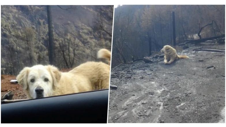 Loyal Dog Madison Who Survived California Fire Found Guarding Owners’ Burnt Home for a Month