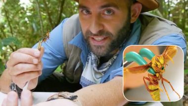 Wildlife Expert Coyote Peterson Gets Intentionally Stung by the Executioner Wasp (Watch Video)