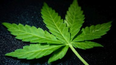 New York Passes Bill Legalising Marijuana Use for Adults