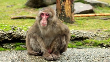 Coronavirus Lockdown in Himachal Pradesh: Monkeys From Urban Areas Migrate to Rural Areas in Search of Food, Watch Video