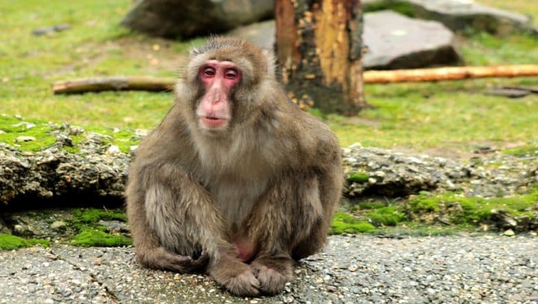 Egyptian Woman Jailed For 'Sexually Harassing' Monkey by Touching His Genitals, Watch The Viral Video That Sparked Outrage Egyptian Woman Jailed For 'Sexually Harassing' Monkey by Touching His Genitals, Watch The Viral Video That Sparked Outrage