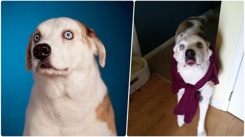 Pippin, Face of WeRateDogs Passed Away; Twitterati Share Heartfelt Condolences to the Faithful Pet