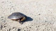 Global Warming Causing 'Feminisation' of Turtles: Study
