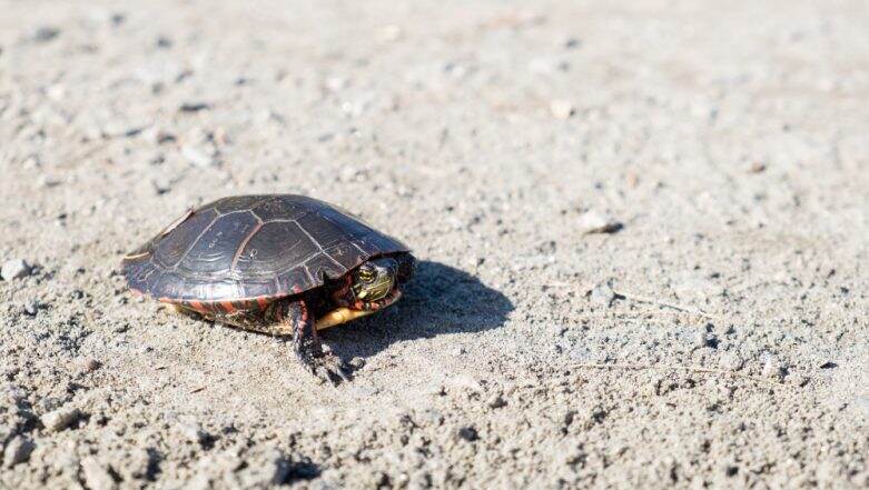 Global Warming Causing 'Feminisation' of Turtles: Study Global Warming Causing 'Feminisation' of Turtles: Study