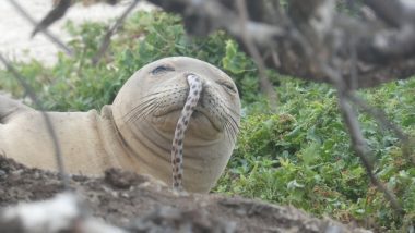 Seal Spotted With Eel Hanging Out of Its Nose! Scientists Say ‘That’s Rare!’