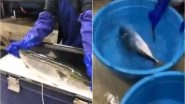 Frozen Fish Comes Back to Life in Warm Water! (Watch Video)