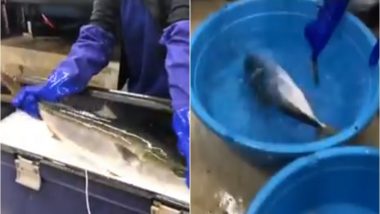 Frozen Fish Comes Back to Life in Warm Water! (Watch Video)